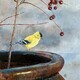 A Pot of Gold; American Goldfinch
