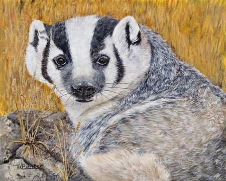 Badger