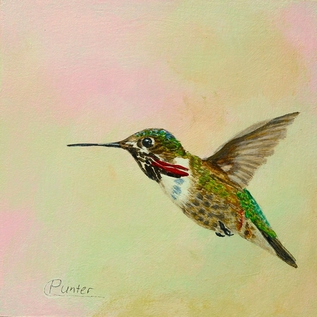 Calliope Hummingbird