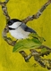 Chickadee in Apple Tree