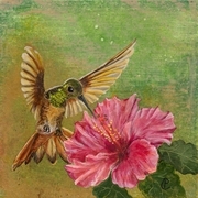 Hummingbird and Hibiscus