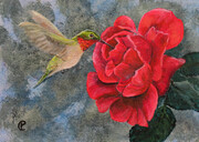 Hummingbird and Rose