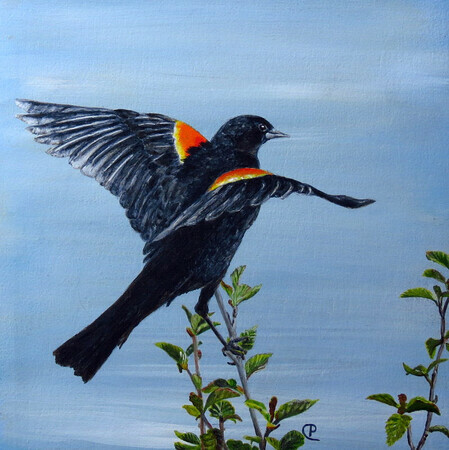 red-winged Blackbird