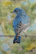 Bluebird on wire
