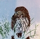 Northern Pygmy Owl