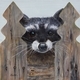 Raccoon